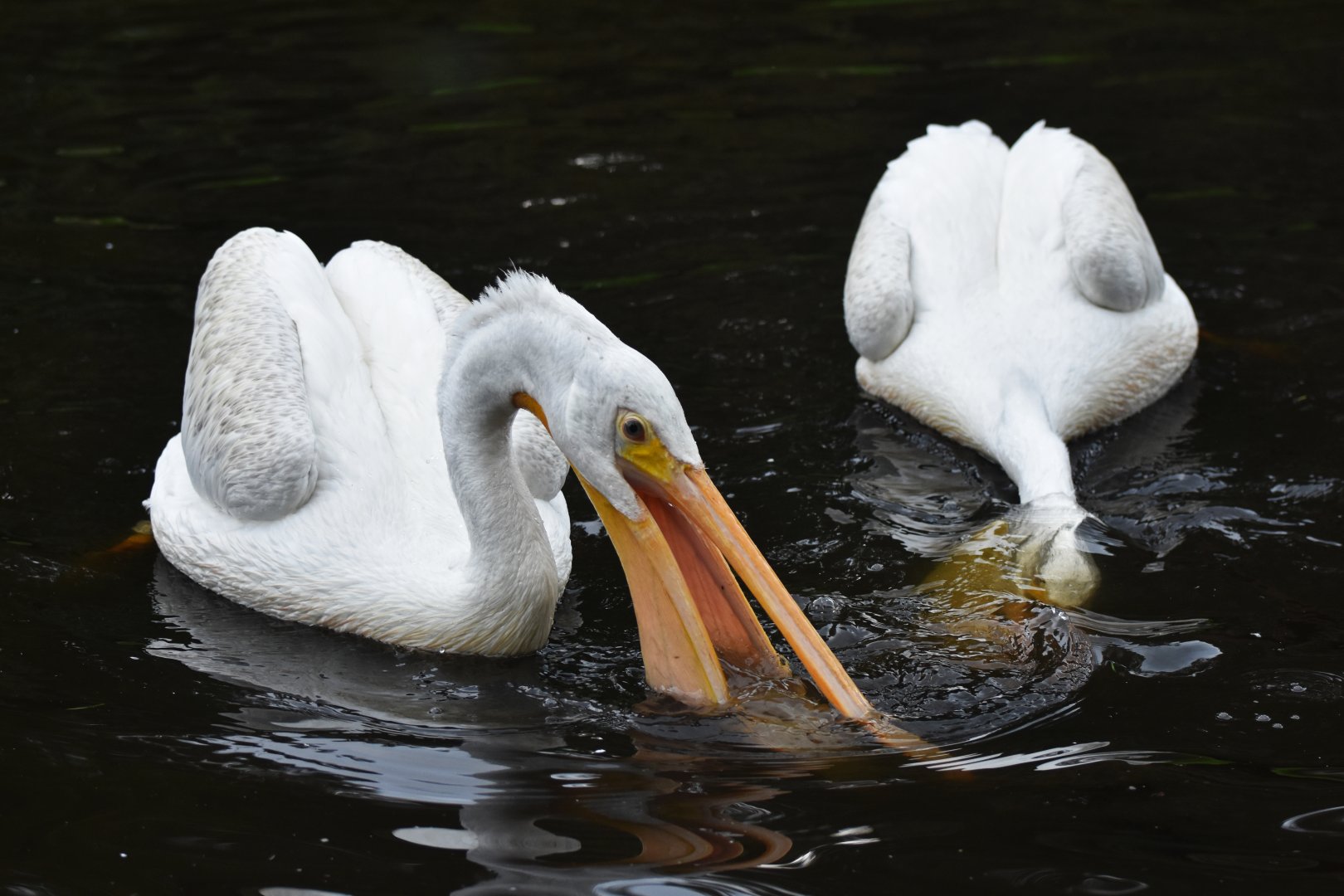 American White Pelican Pelecanus erythrorhynchos