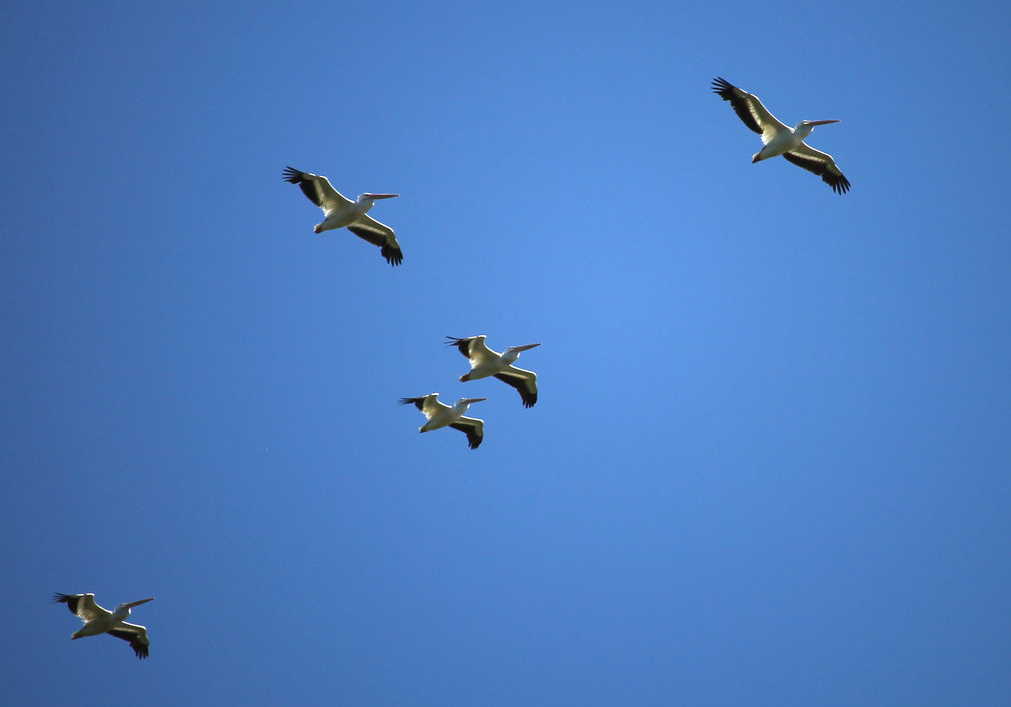 American White Pelican (Pelecanus erythrorhynchos)