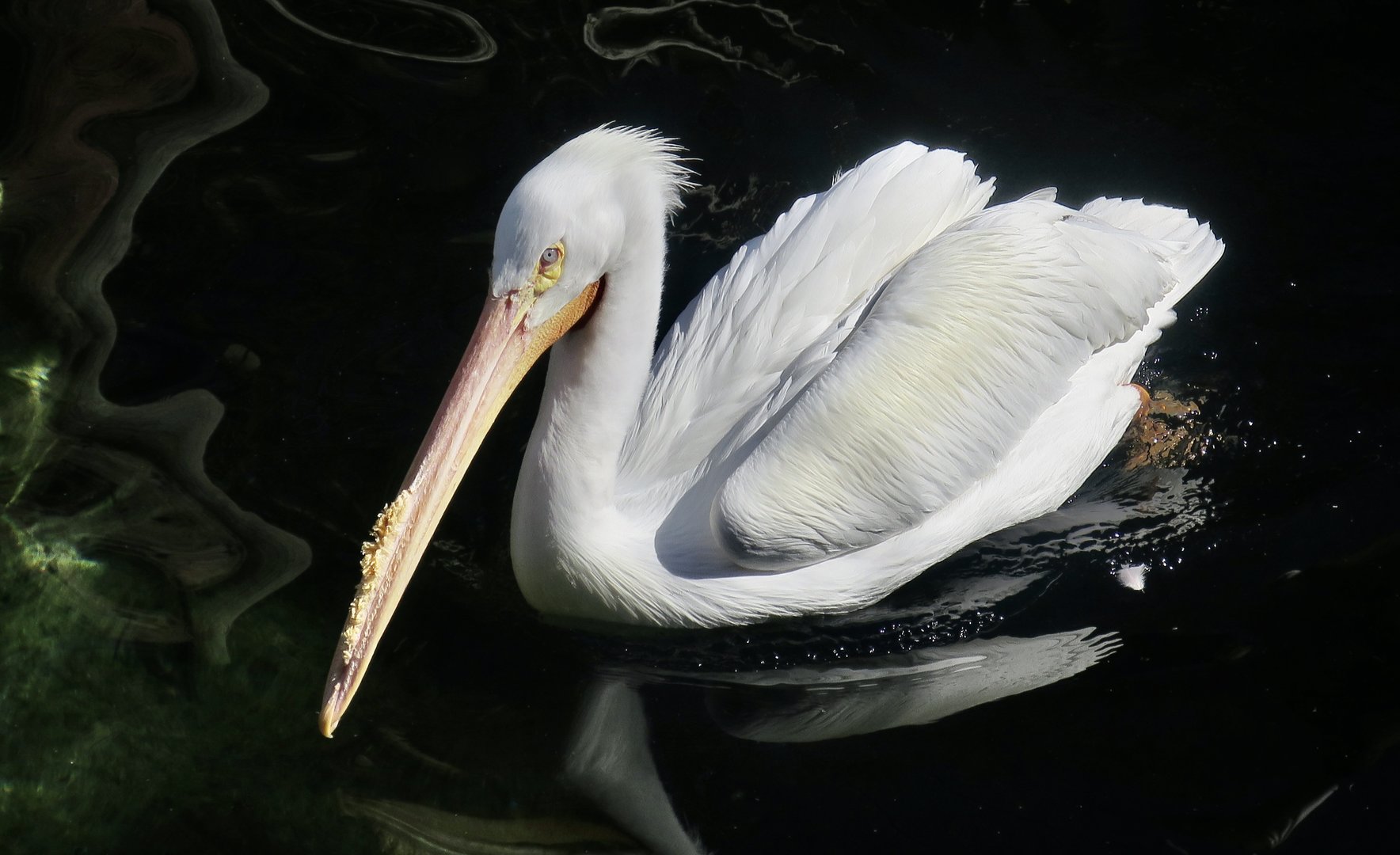 American White Pelican (Pelecanus erythrorhynchos)