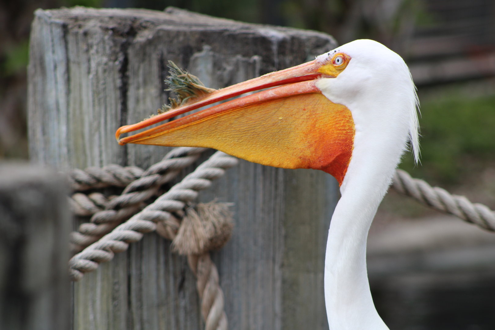 American White Pelican (Pelecanus erythrorhynchos)