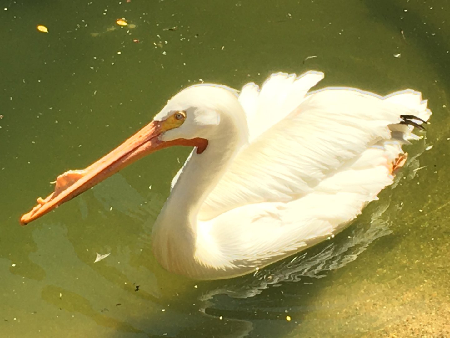 American White Pelican (Pelecanus erythrorhynchos)