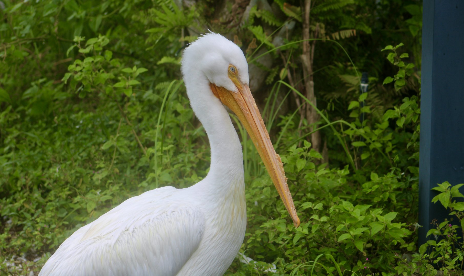 American White Pelican (Pelecanus erythrorhynchos)