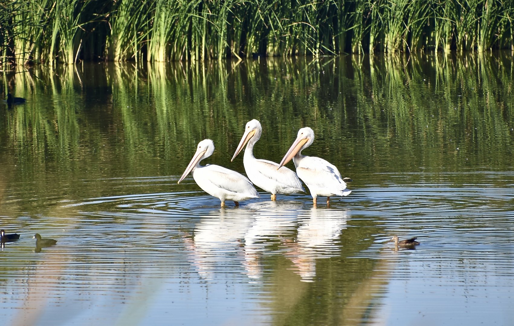 American White Pelican (Pelecanus erythrorhynchos)