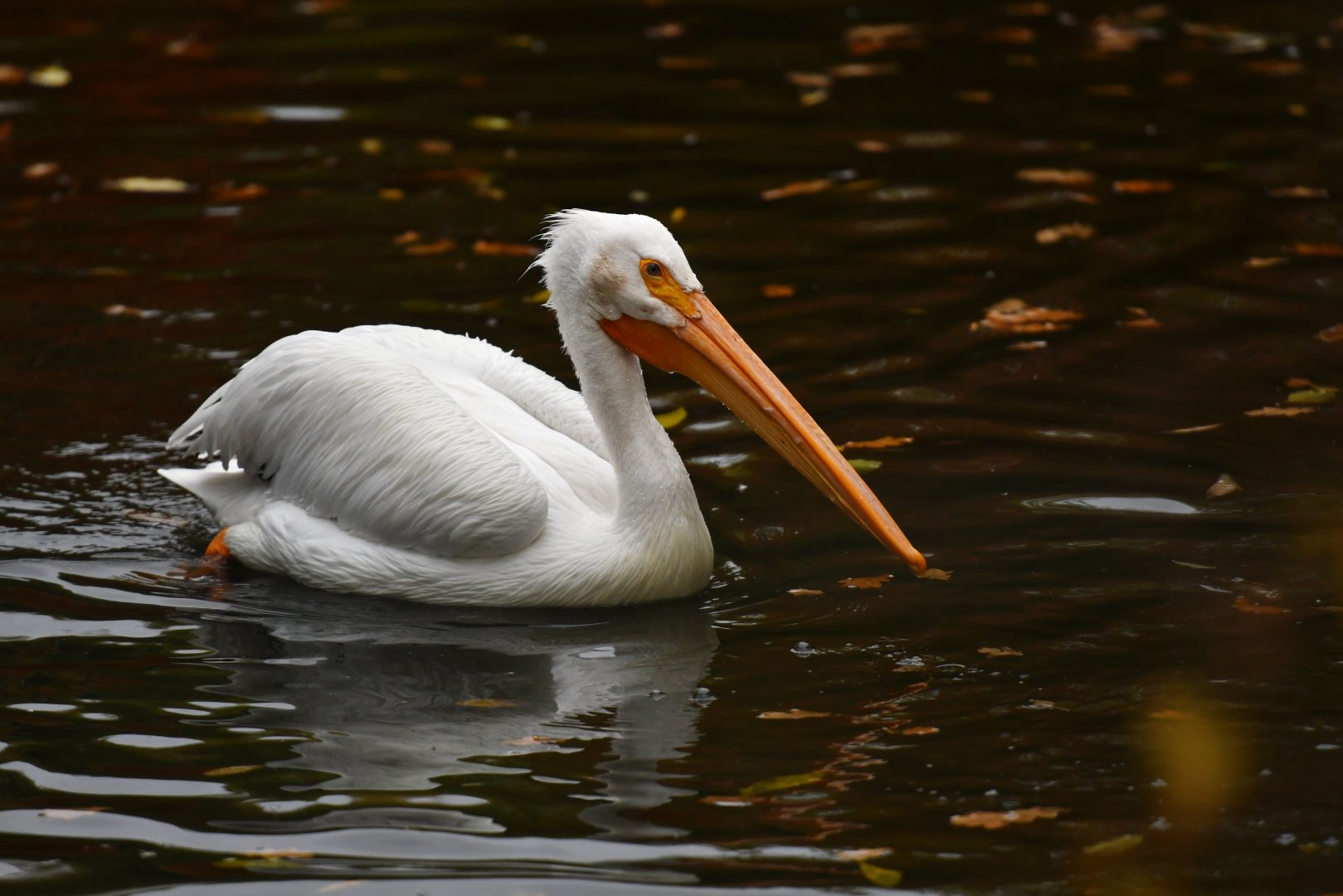 American white pelican Pelecanus erythrorhynchos