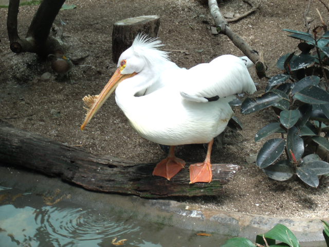 American White Pelican, Pied Avocet, and Chilean Pintail