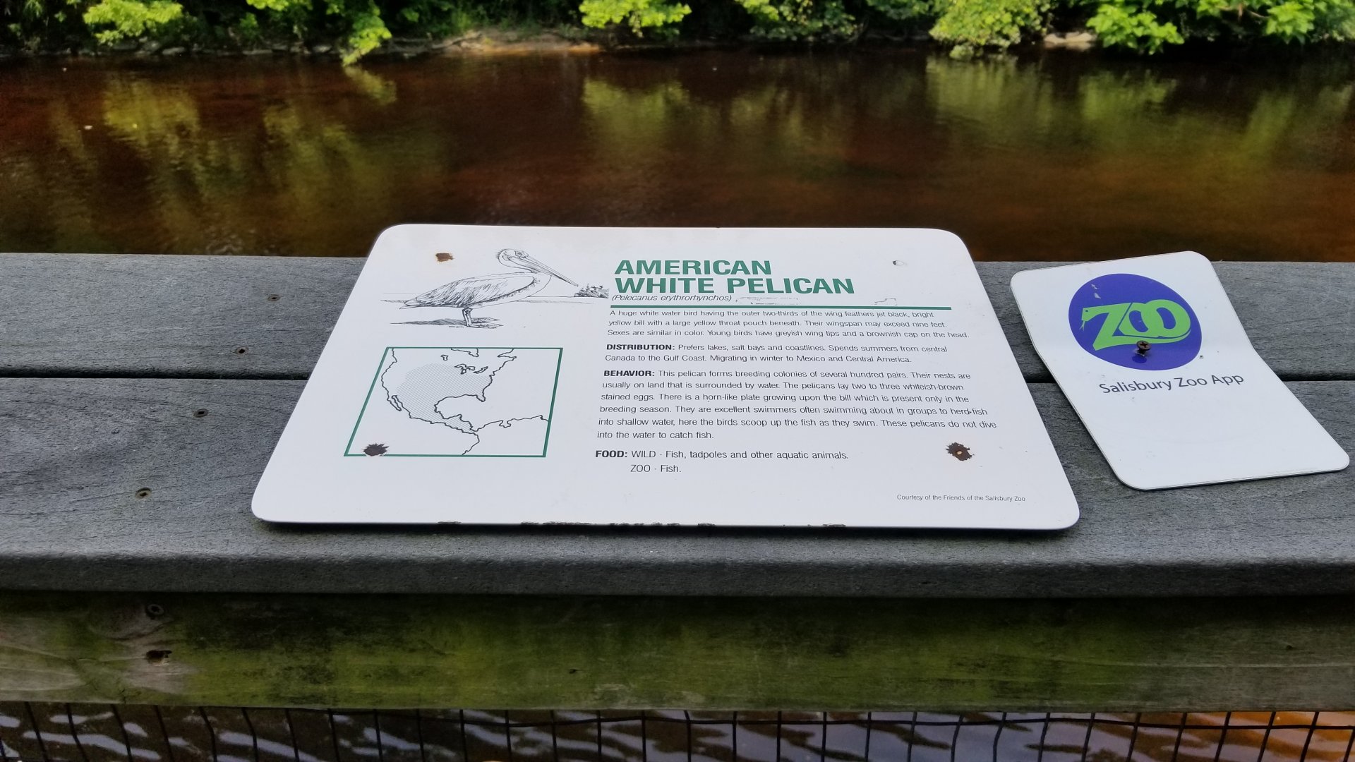 American white pelican sign