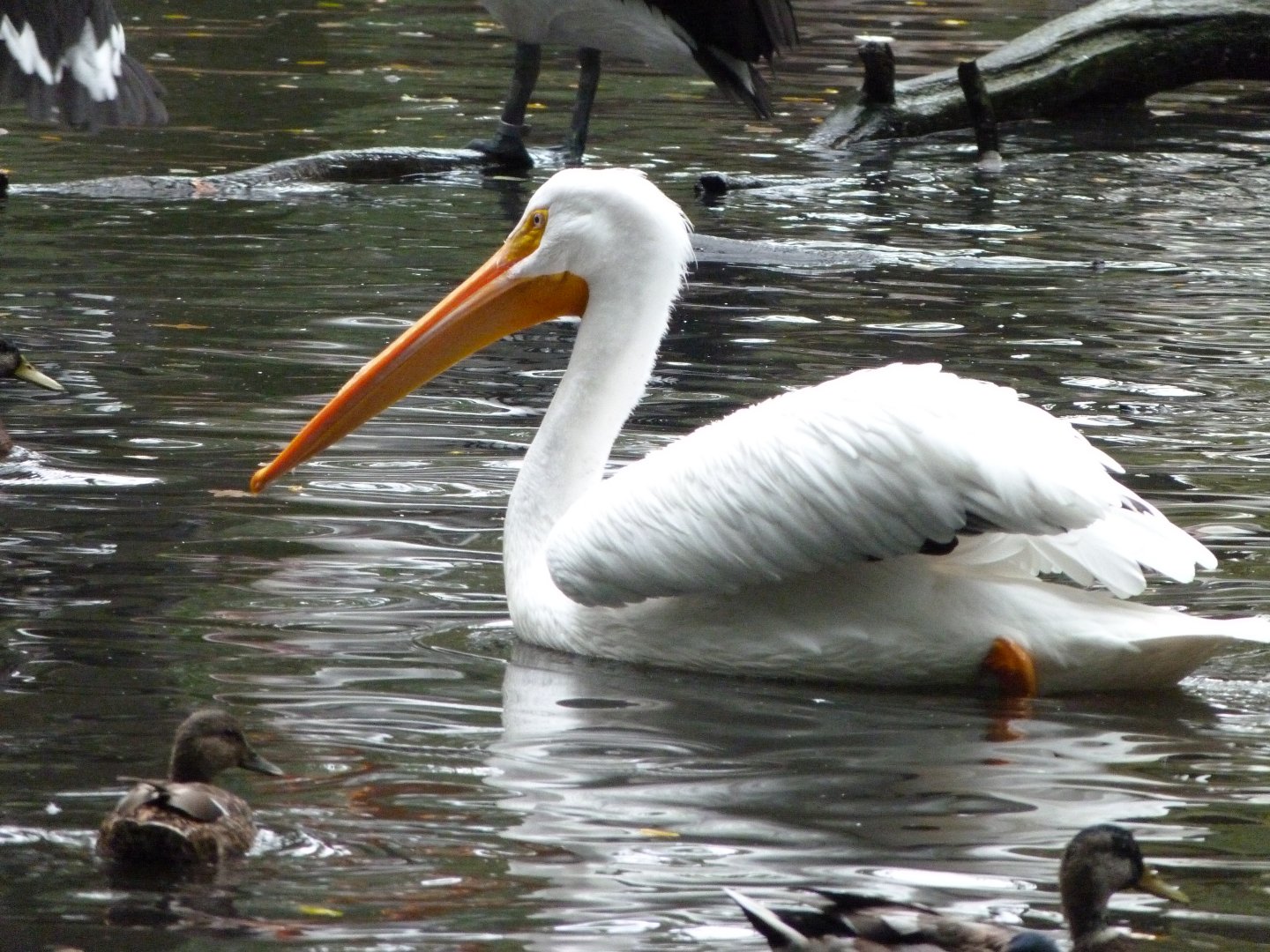 American white pelican -Tierpark Berlin (2024)