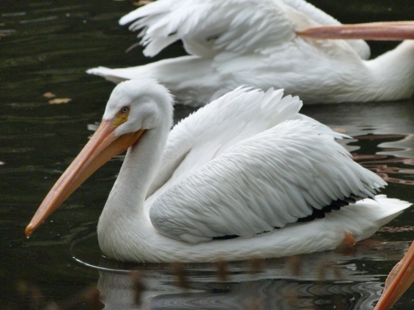 American white pelican -Tierpark Berlin (2024)