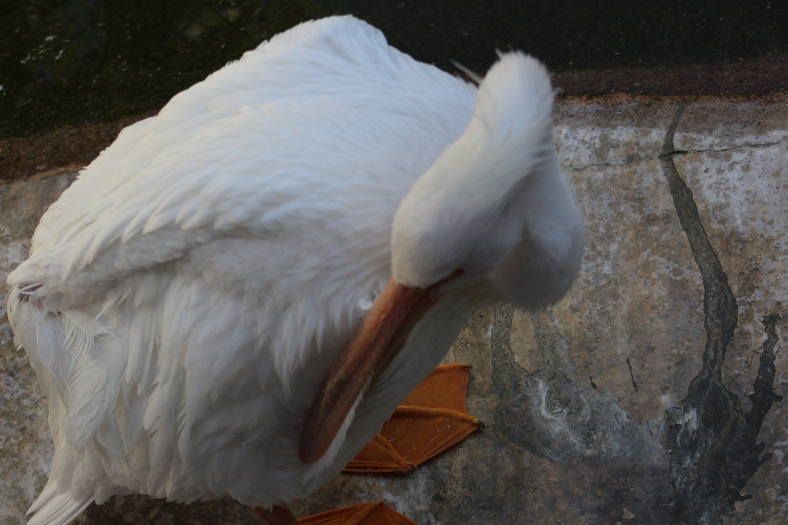 American White Pelican - Wild Texas!