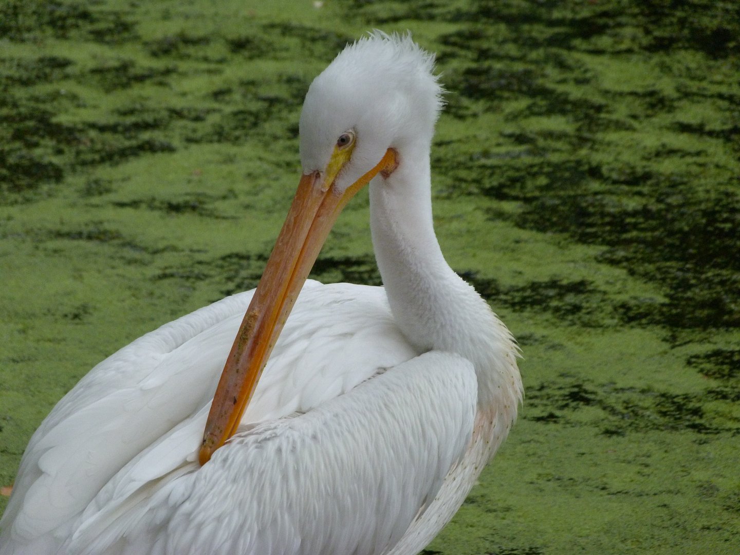 American white pelican -Zoologischer Garten Berlin (2024)