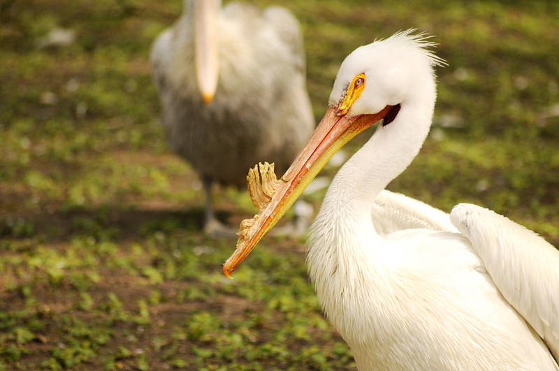 American white pelican