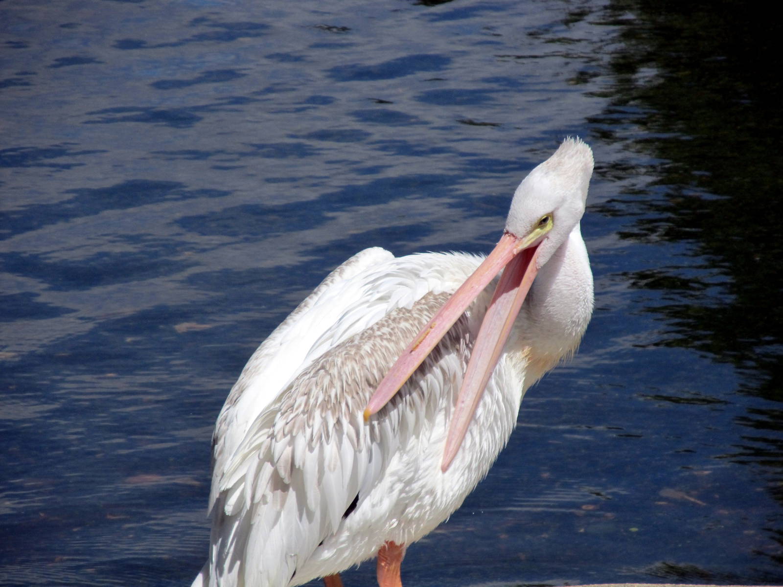 American White Pelican