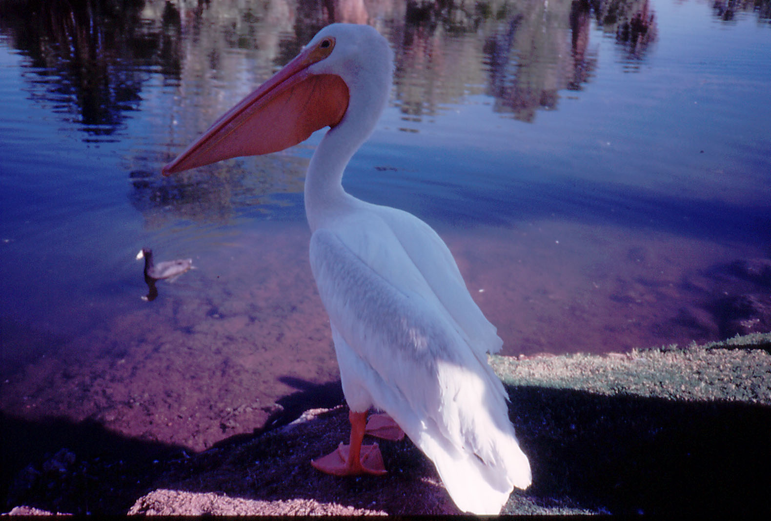 American White Pelican