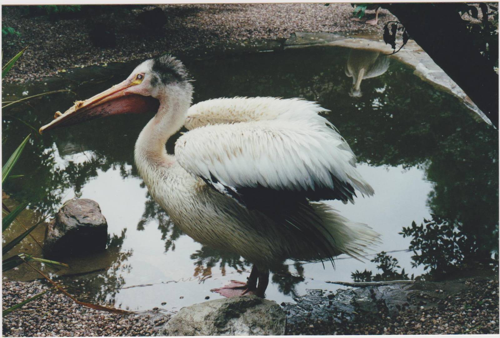 American White Pelican