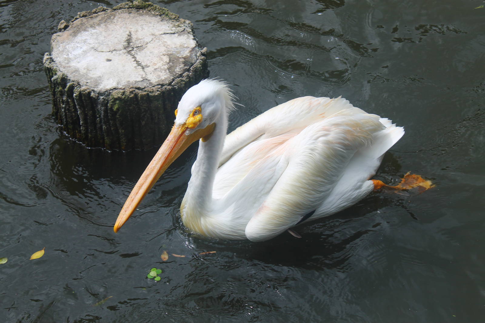 American White Pelican