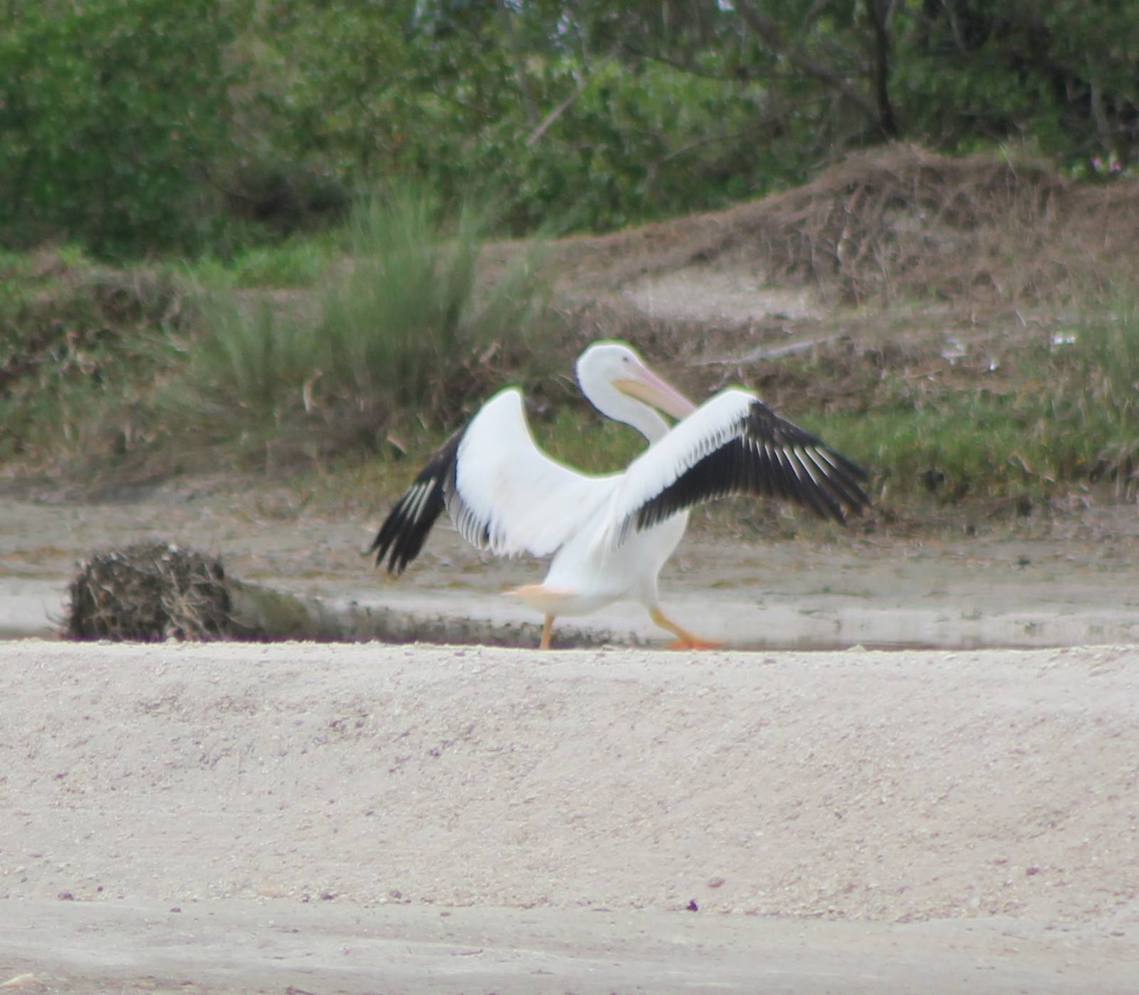 American white pelican