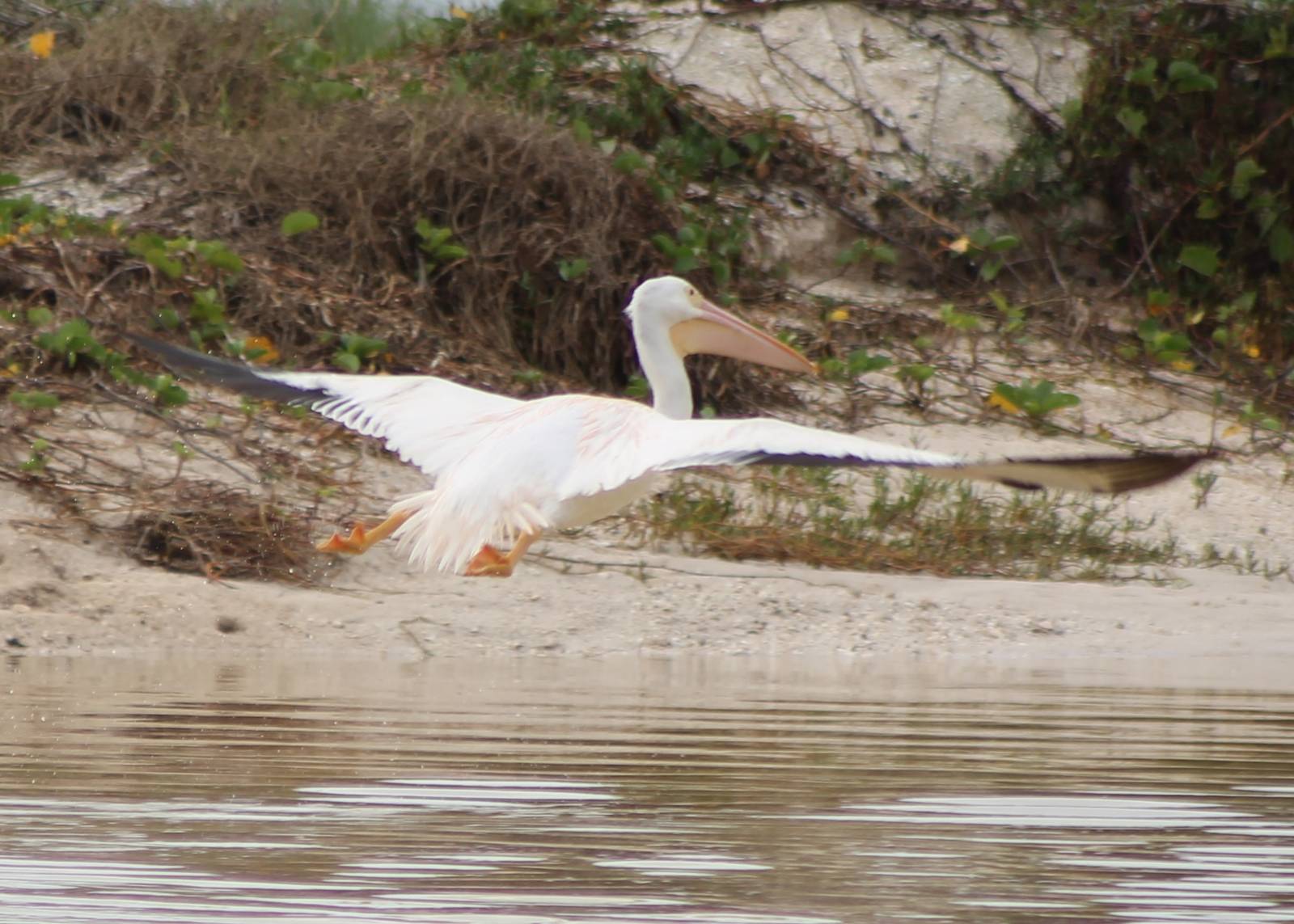 American white pelican