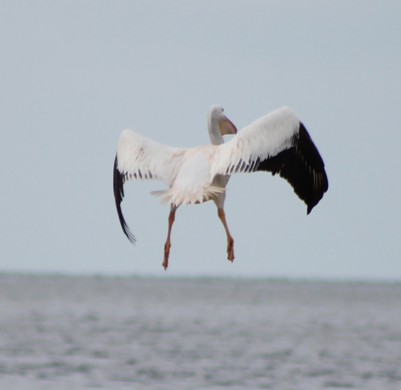 American white pelican
