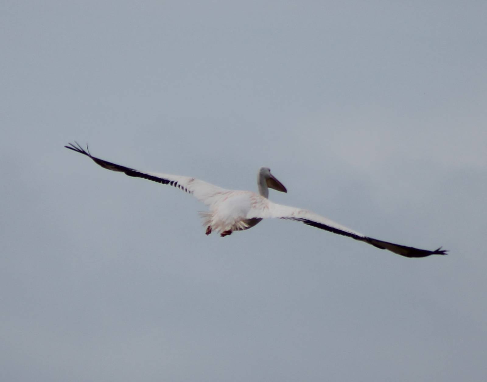 American white pelican