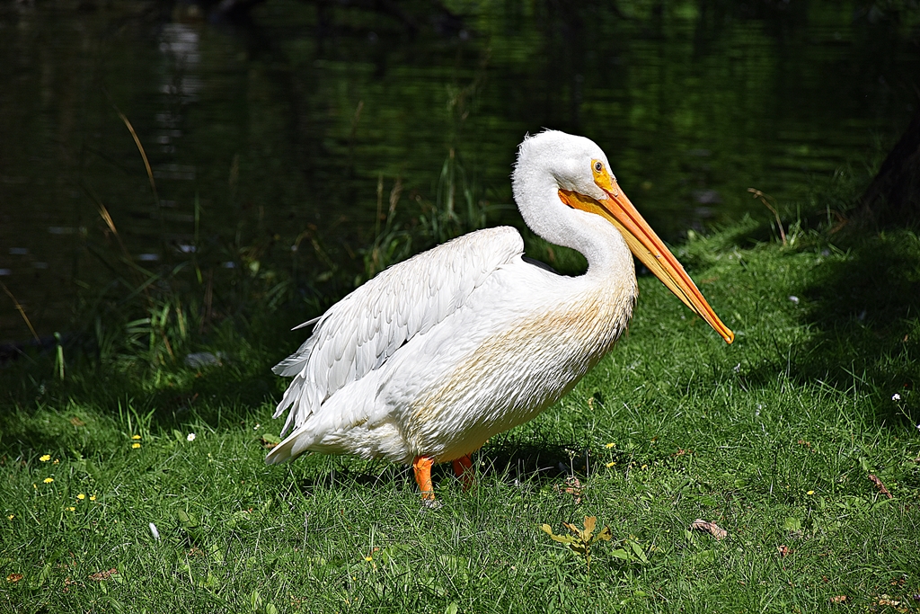 American white pelican
