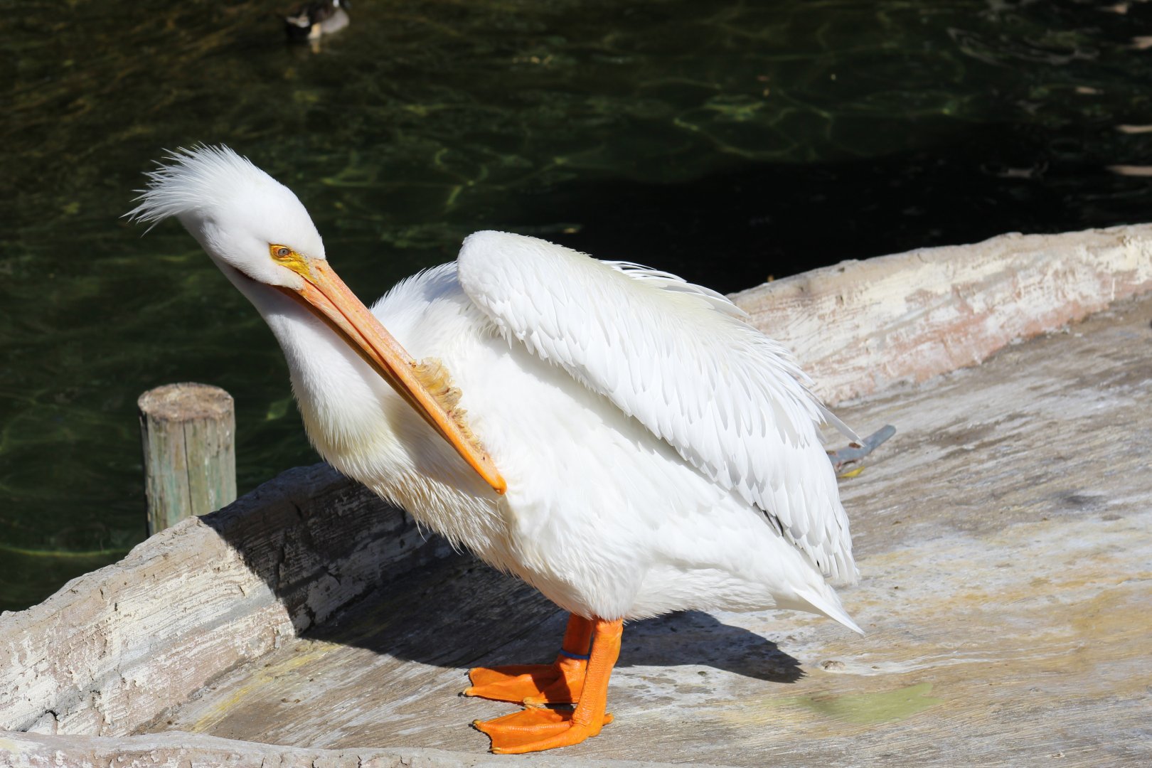 American White Pelican