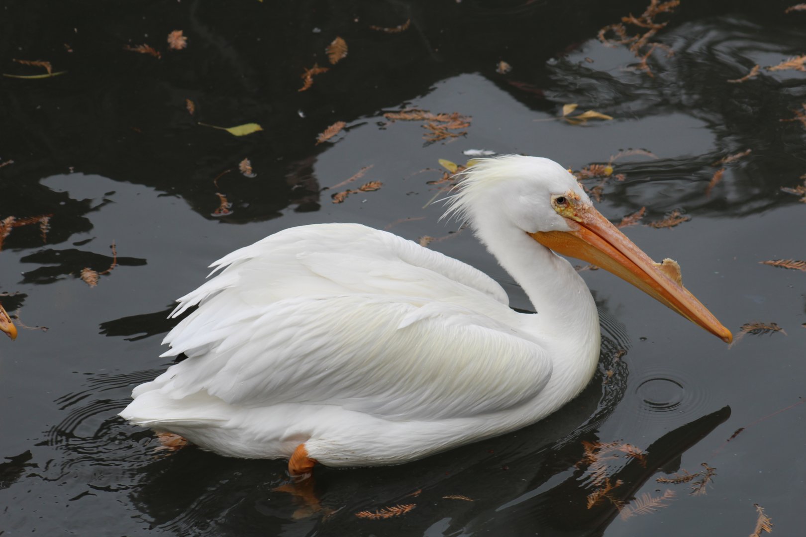American White Pelican