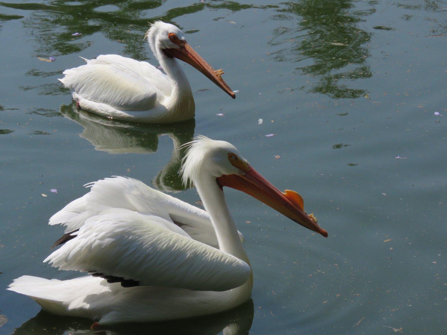 American white pelican