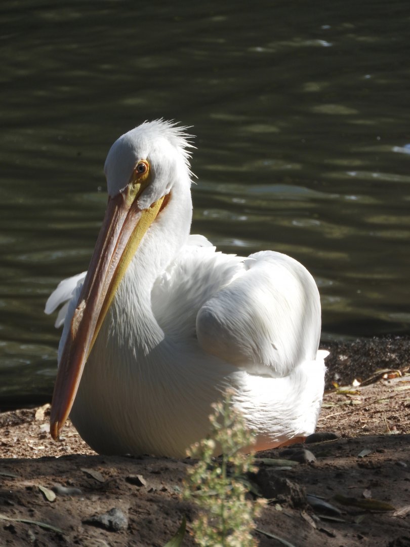 American White Pelican