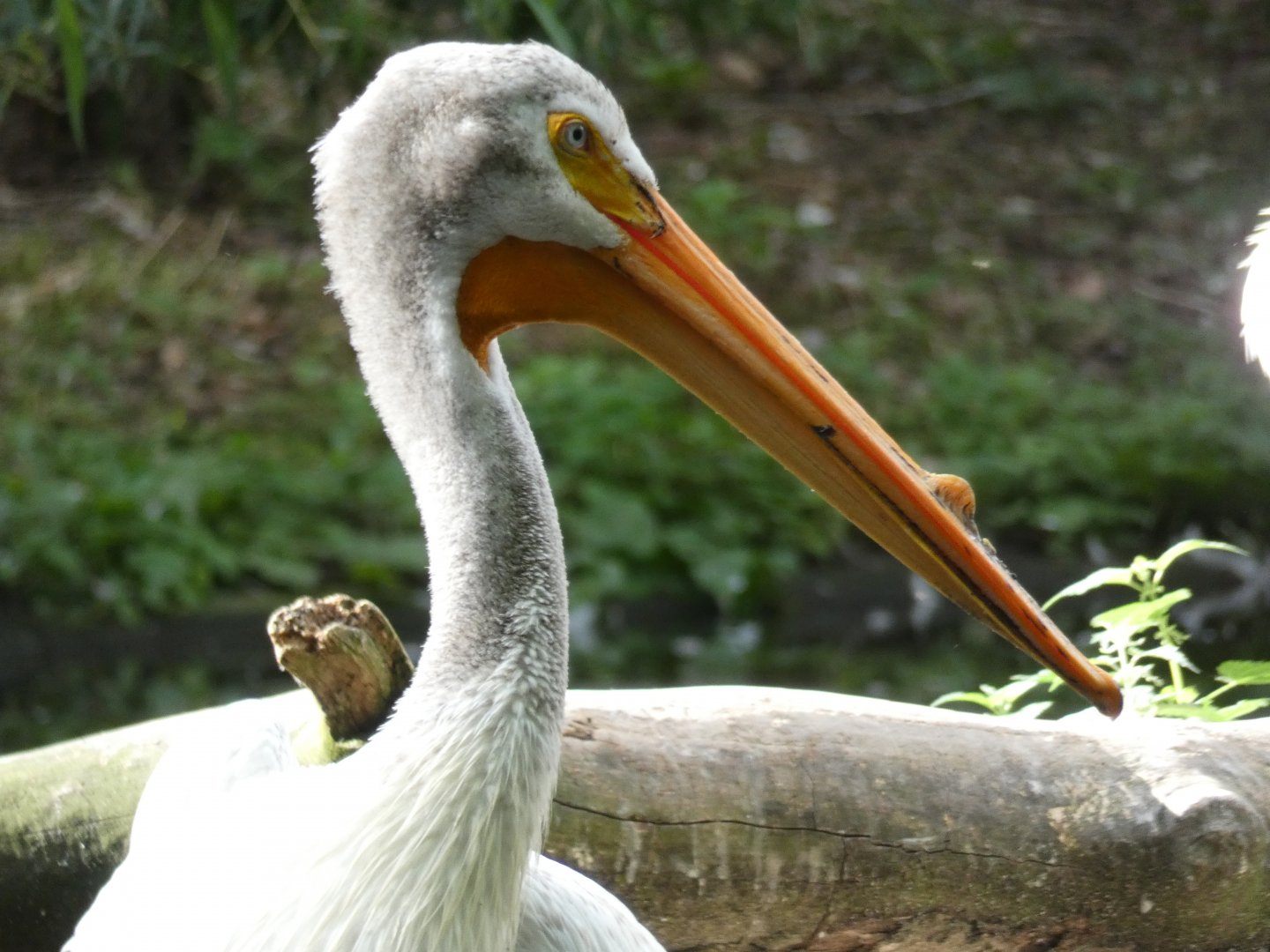 American White Pelican