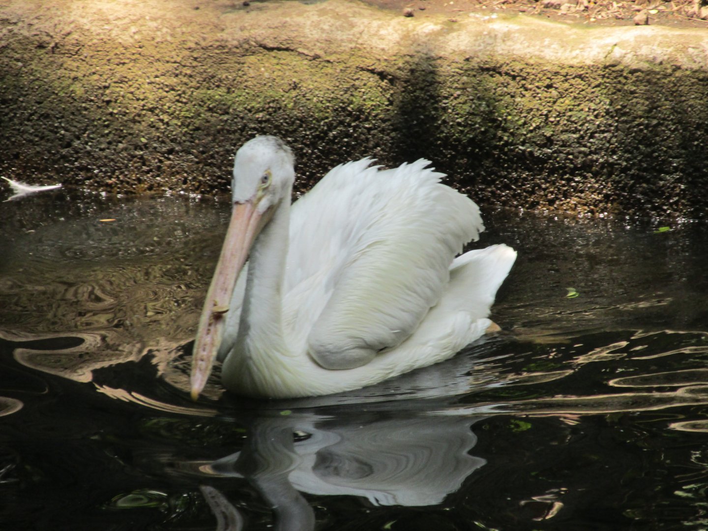 american white pelican