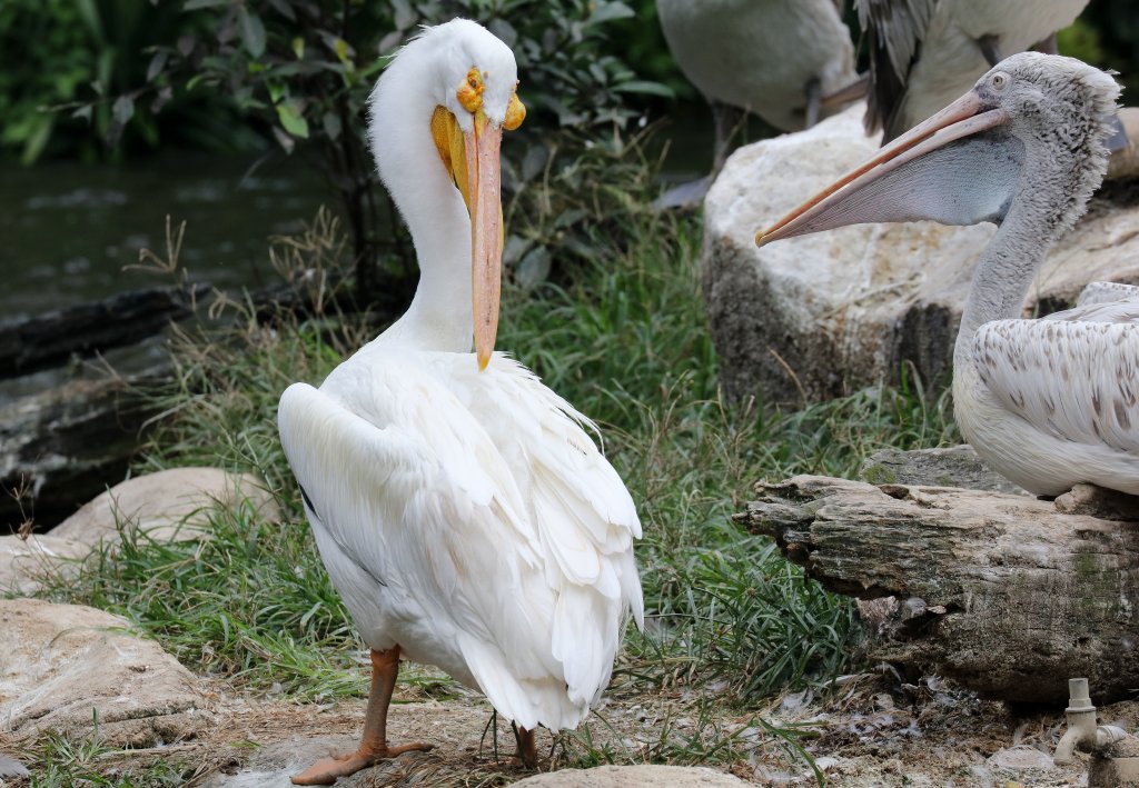 American White Pelican