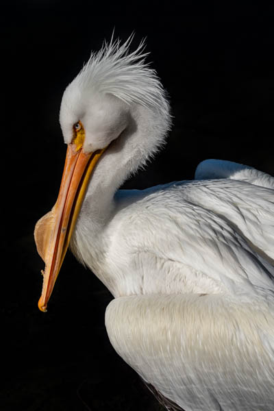 American White Pelican