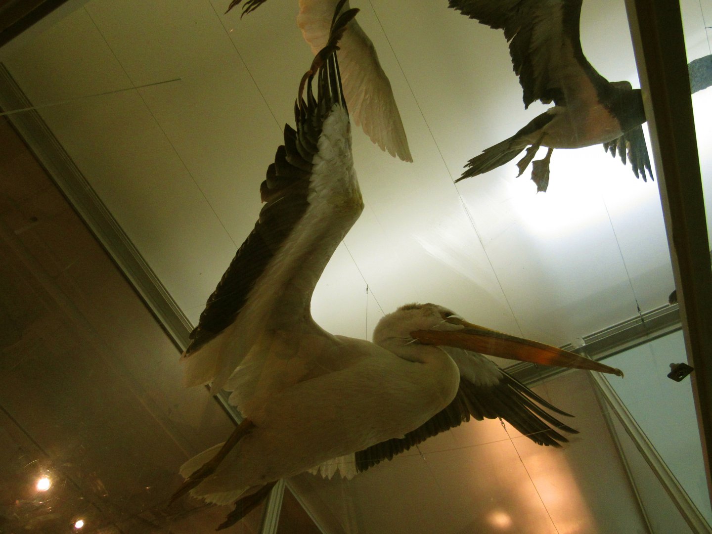 American White Pelican