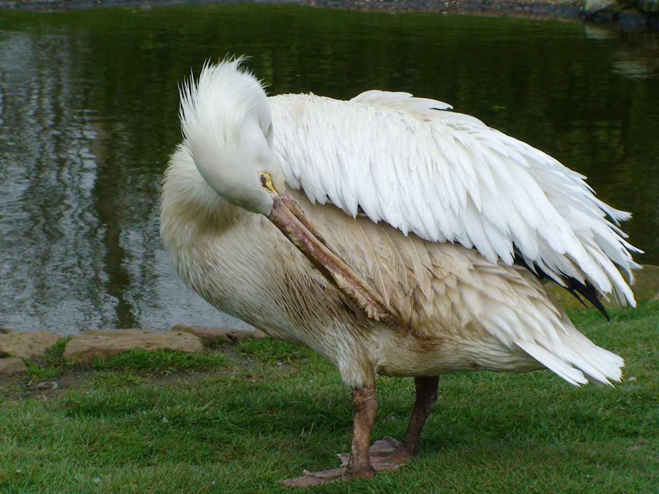 American white Pelican