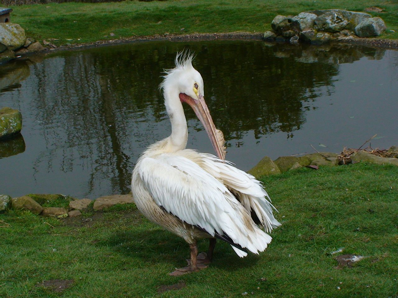 American white Pelican