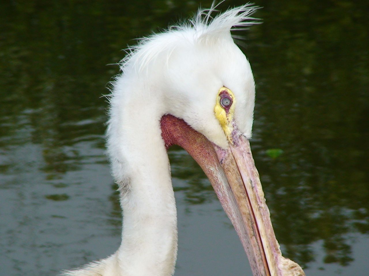 American white Pelican
