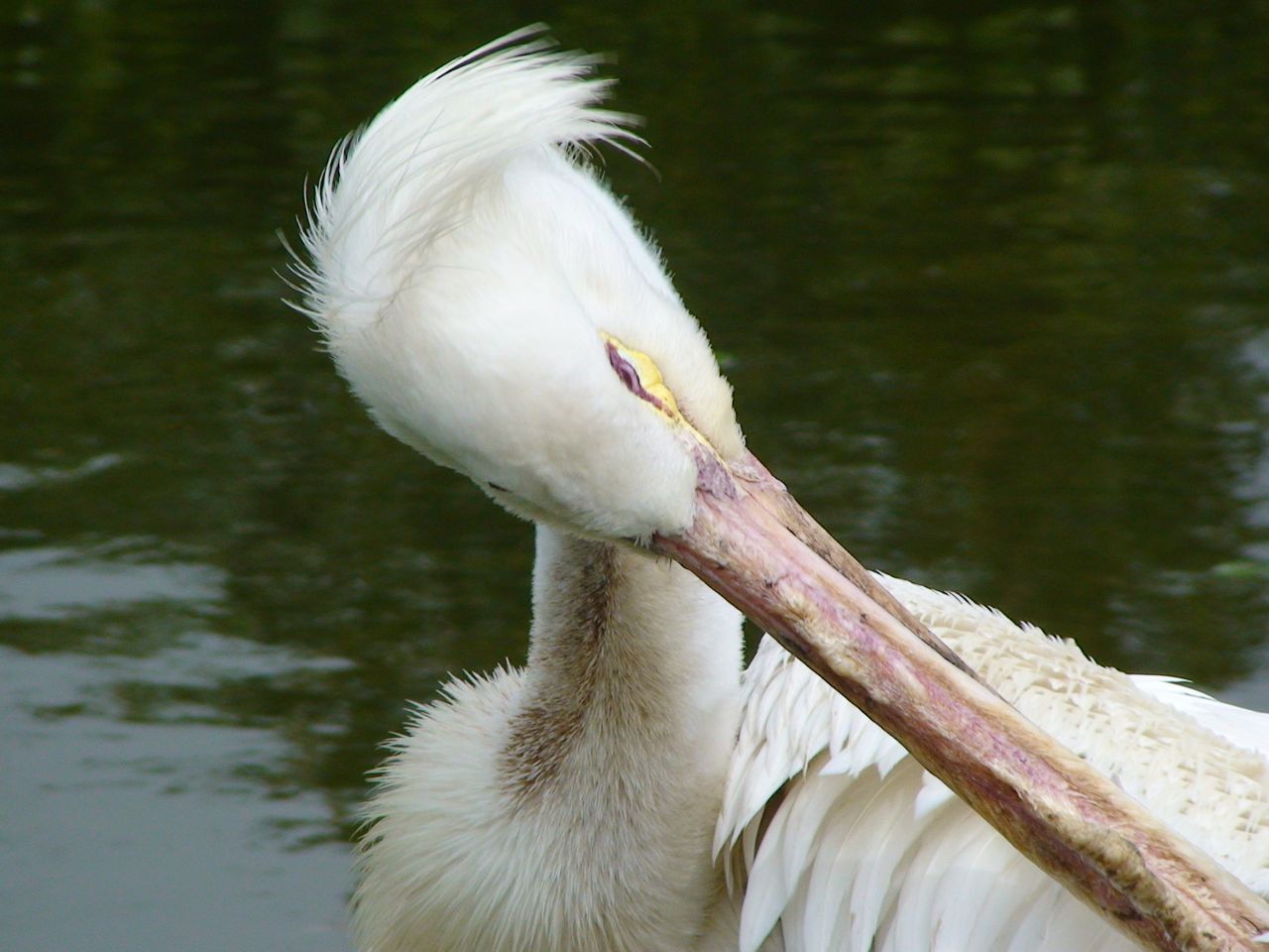 American white Pelican