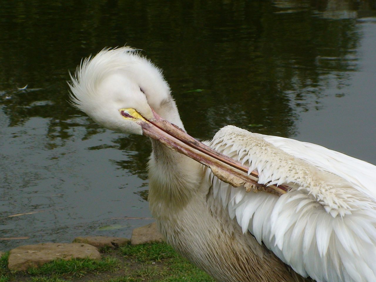 American white Pelican