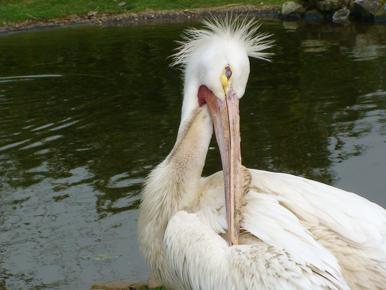 American white Pelican