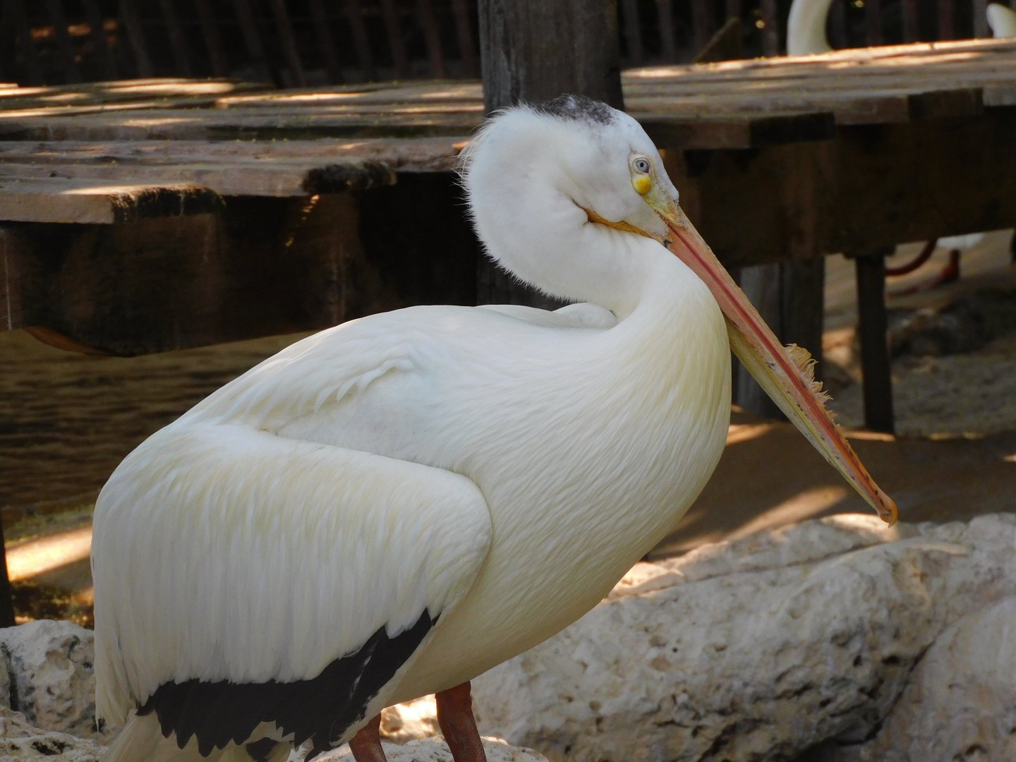 American white pelican