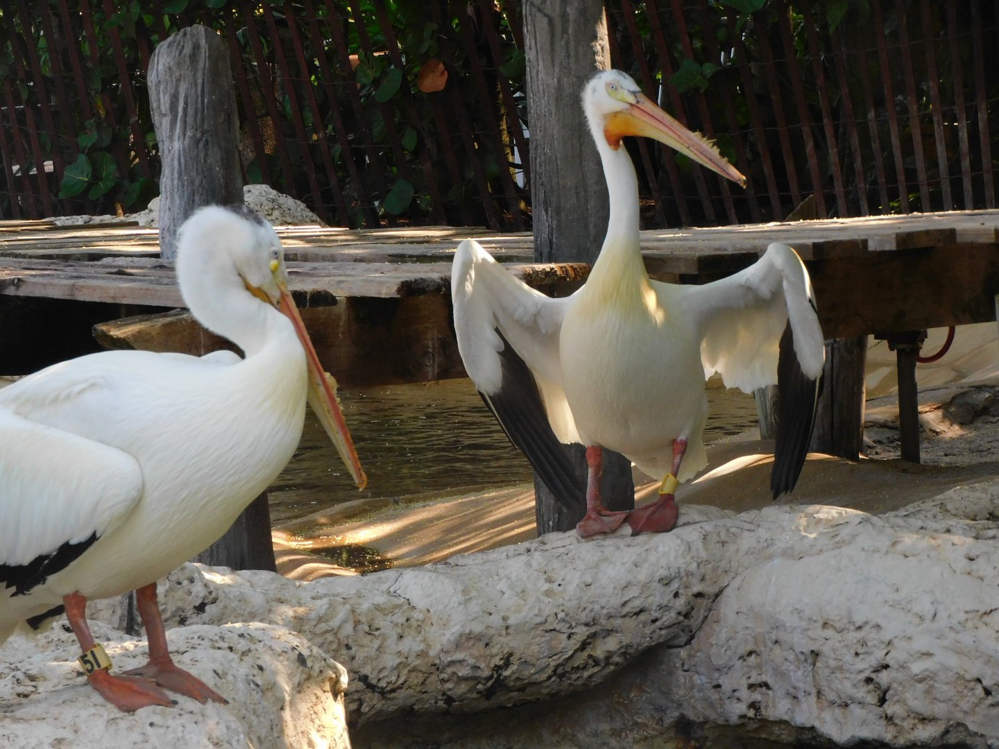 American white pelican