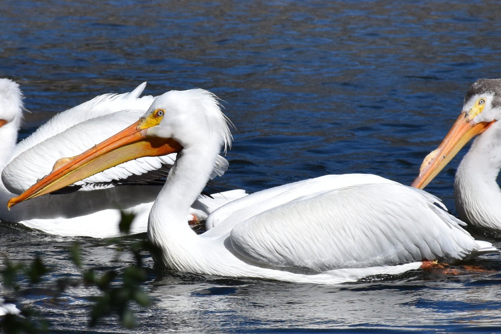 American white pelican