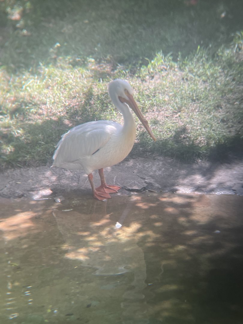 American White Pelican
