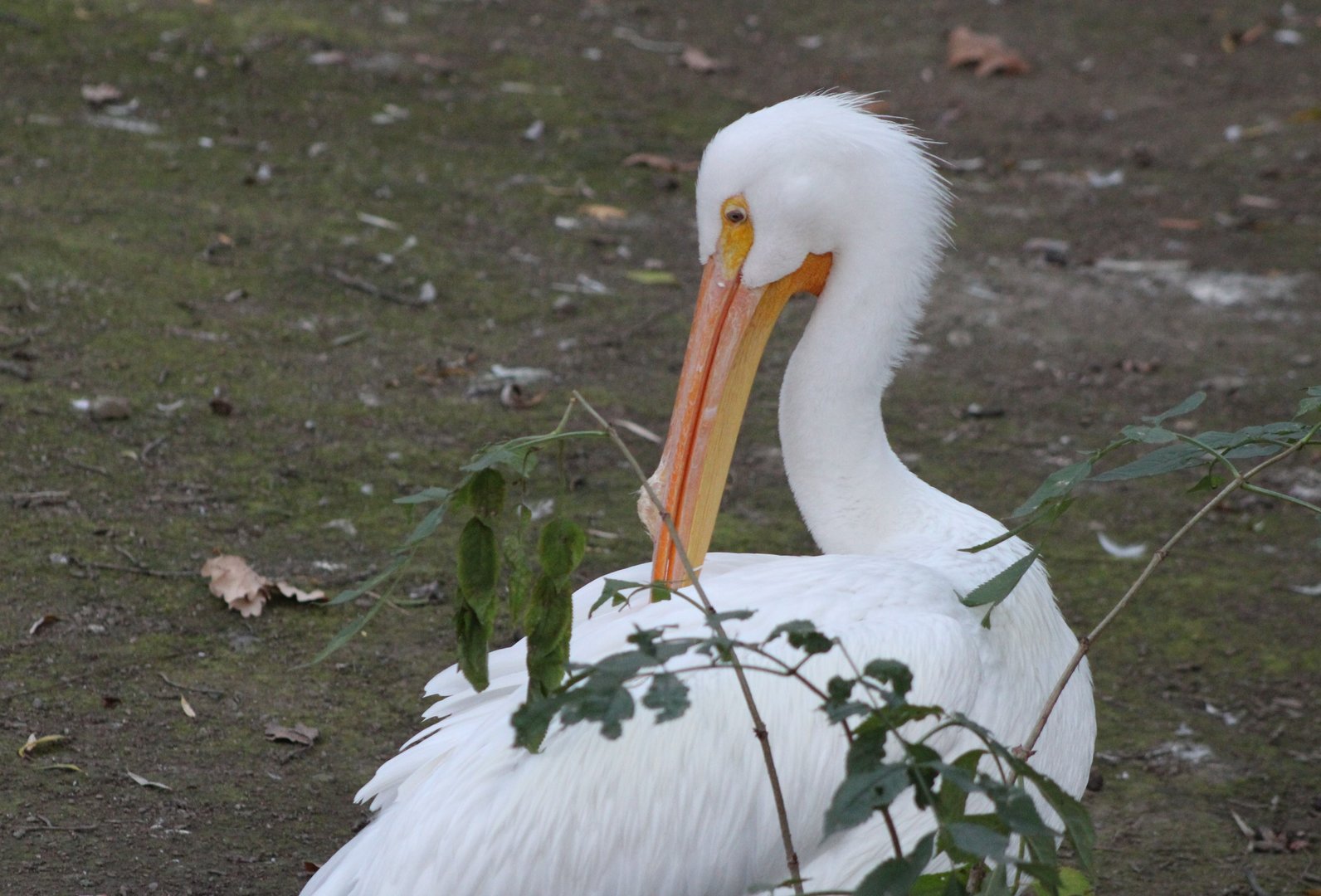 American white pelican