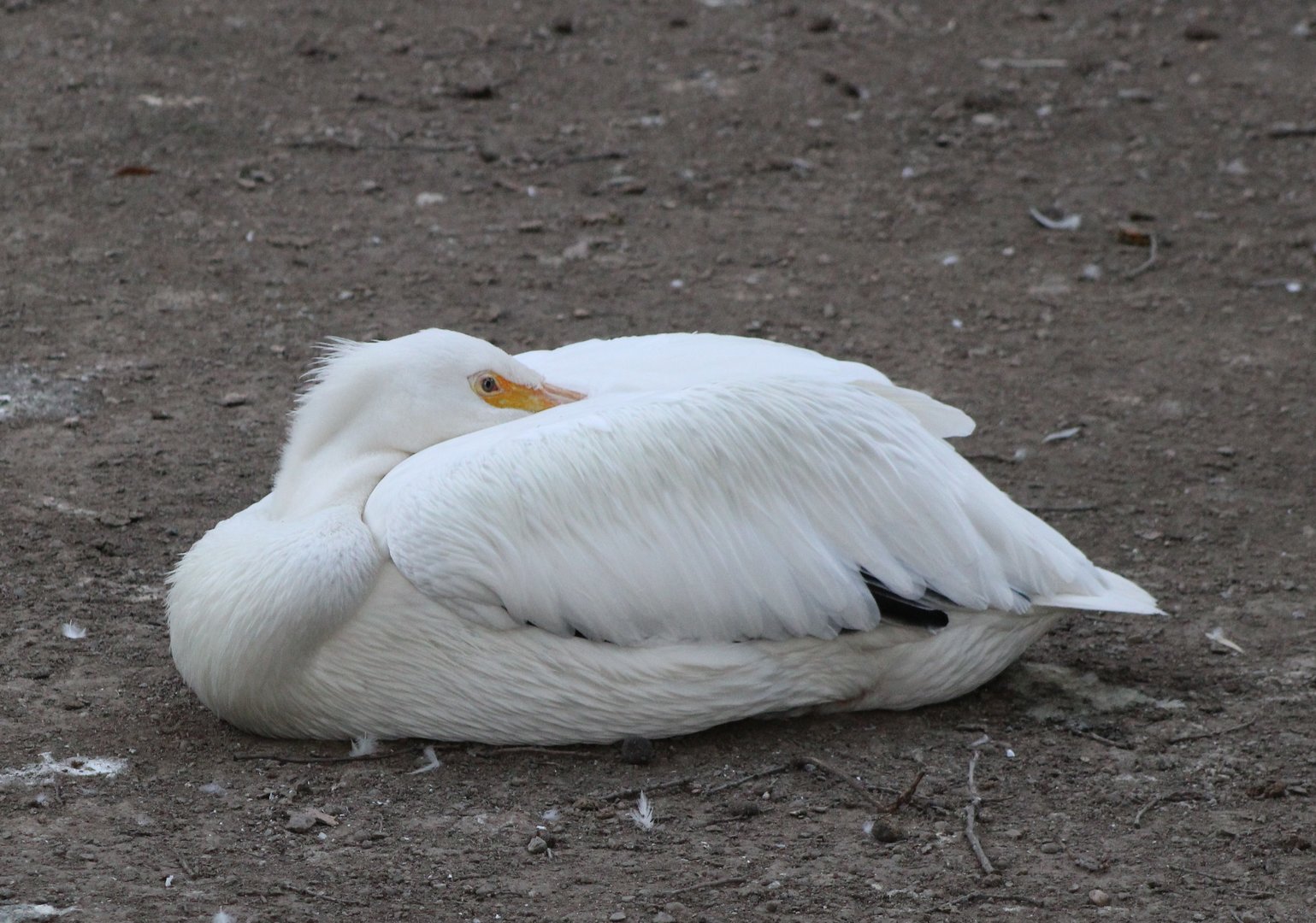 American white pelican