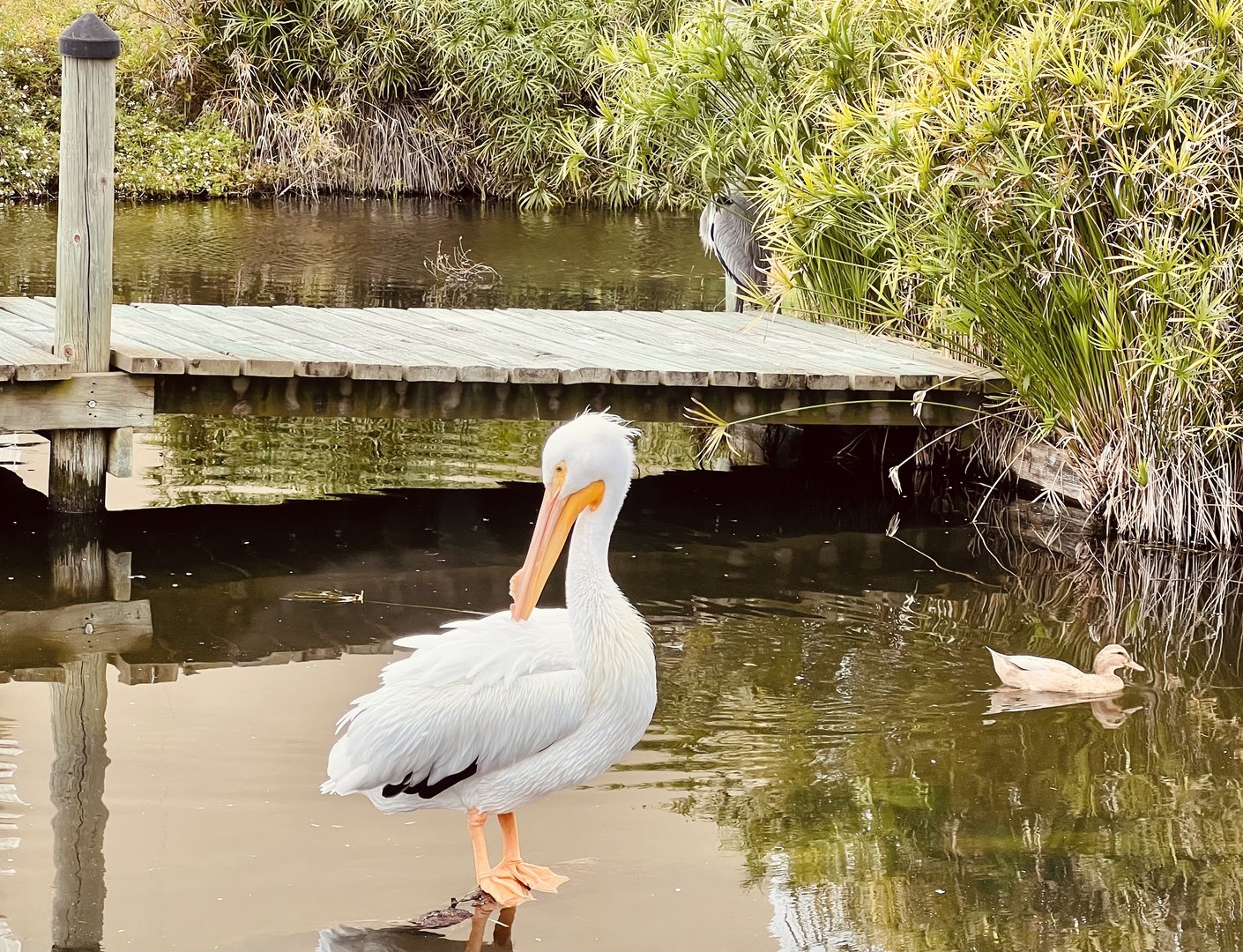 American White Pelican