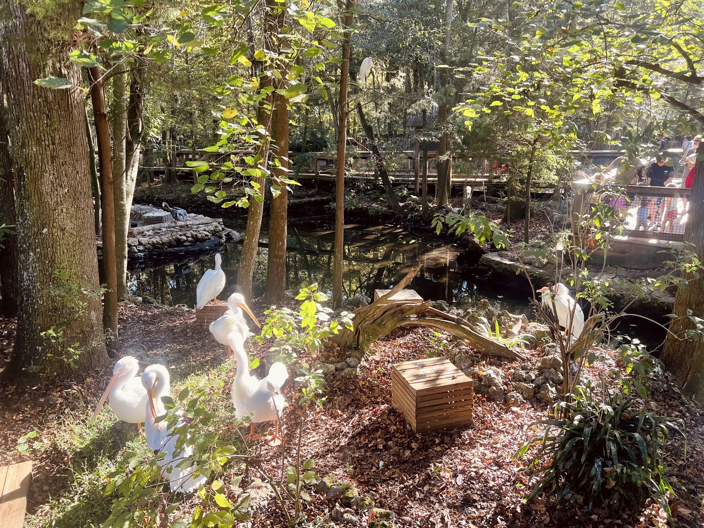 American White Pelican