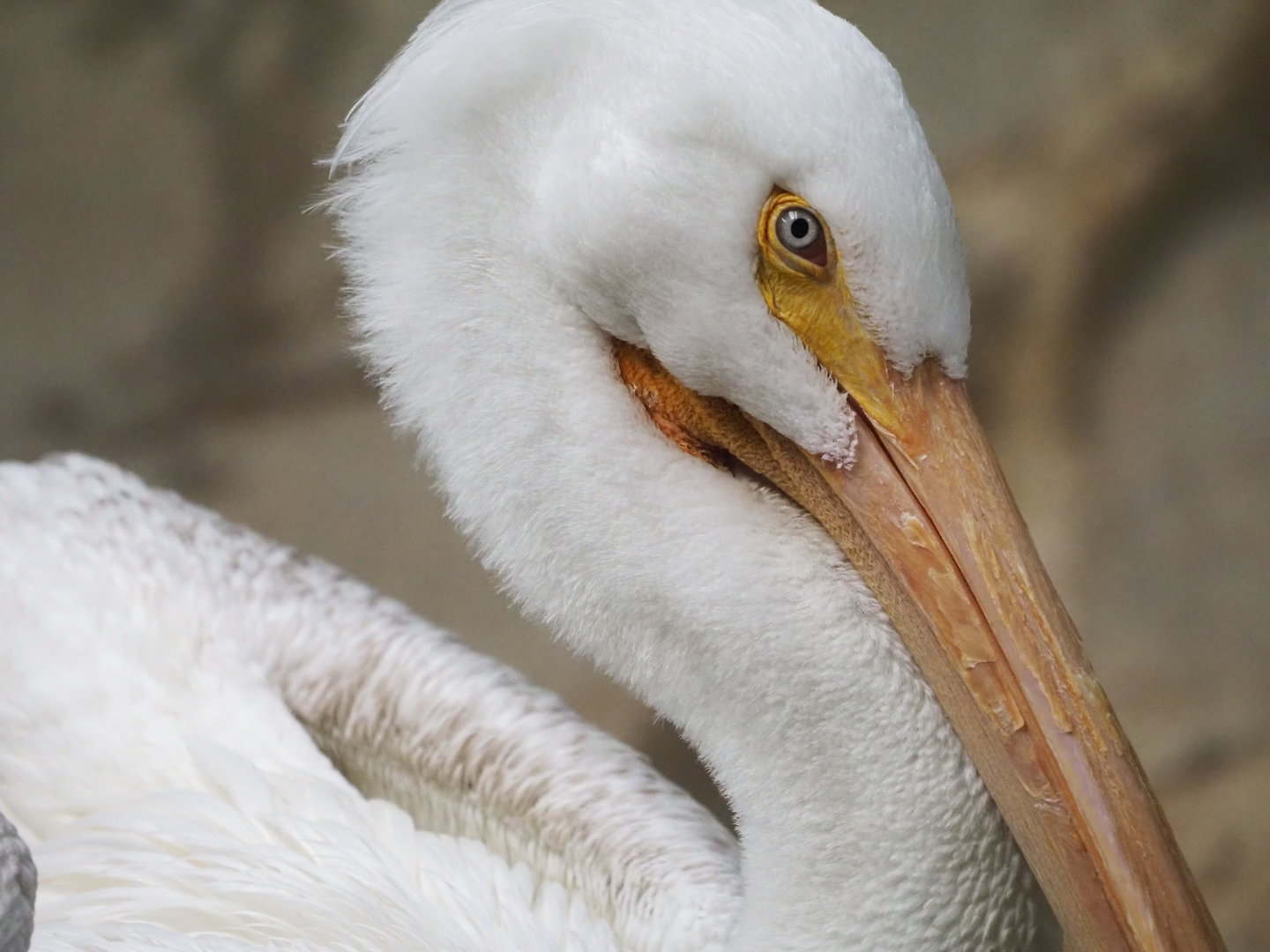 American white pelican