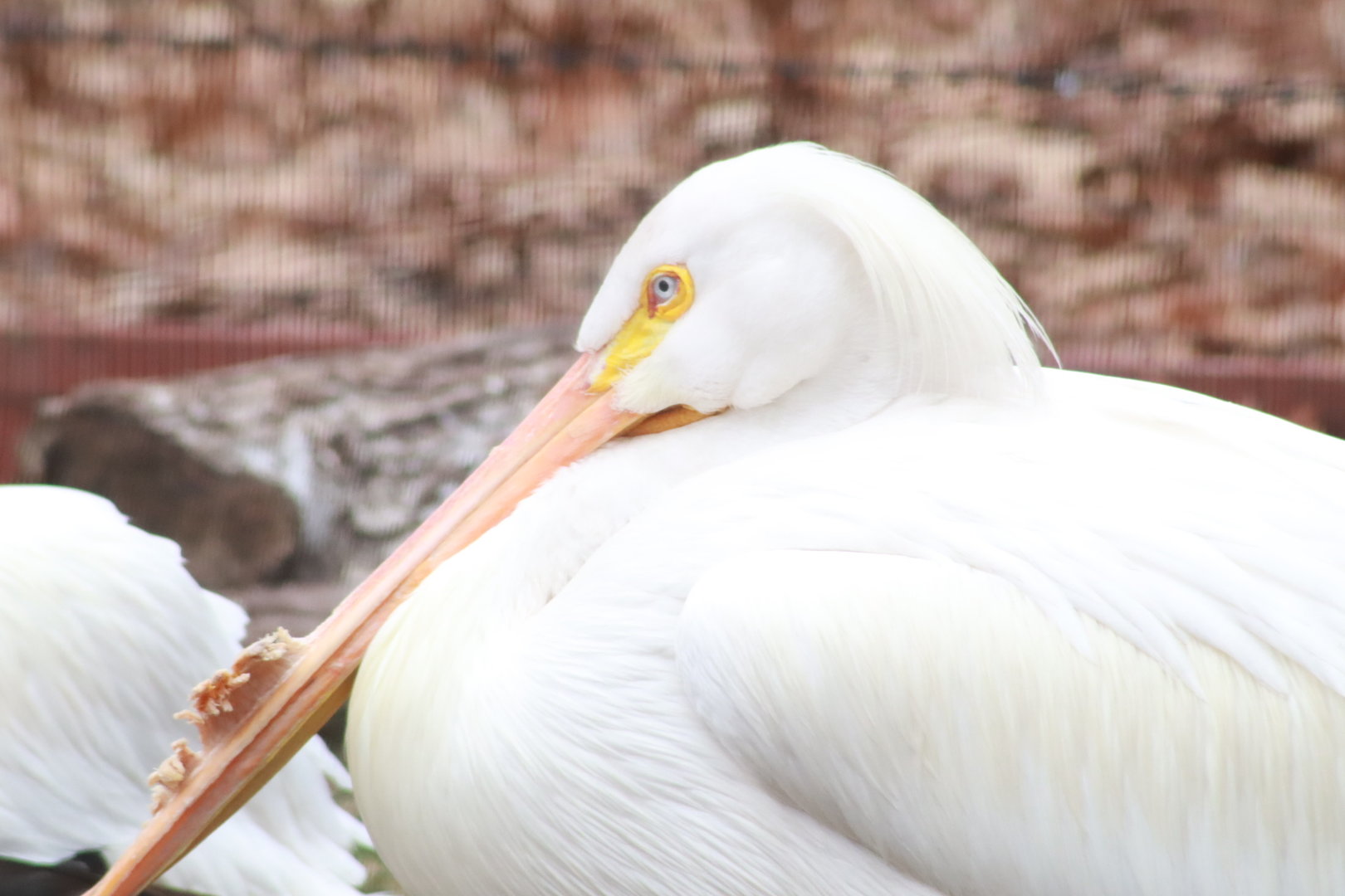 American White Pelican