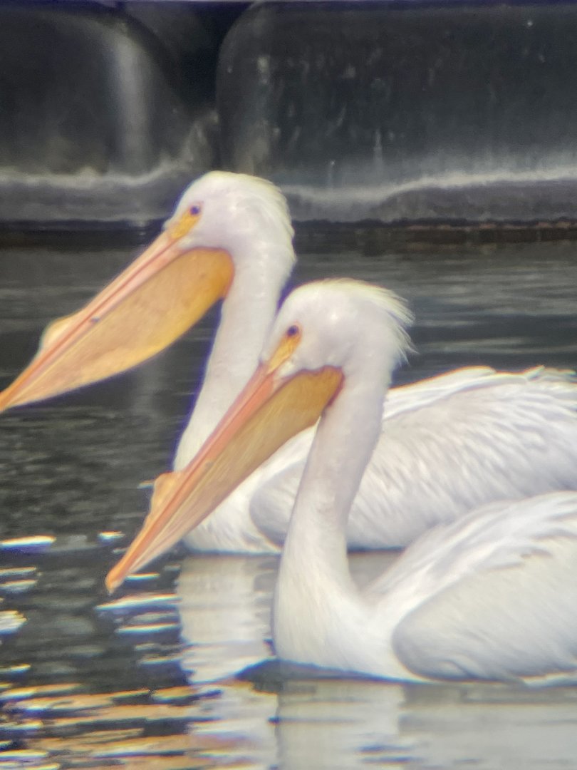 American White Pelican